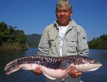 2330_Giant Snakehead_Channa micropeltes.jpg